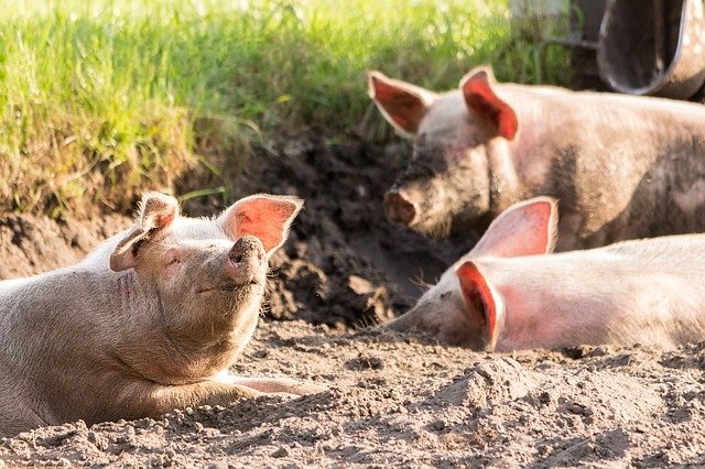 animals-4028140_640.jpg